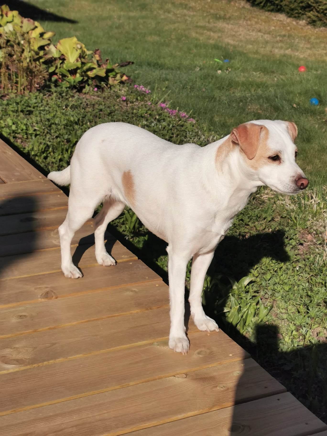 Daisy