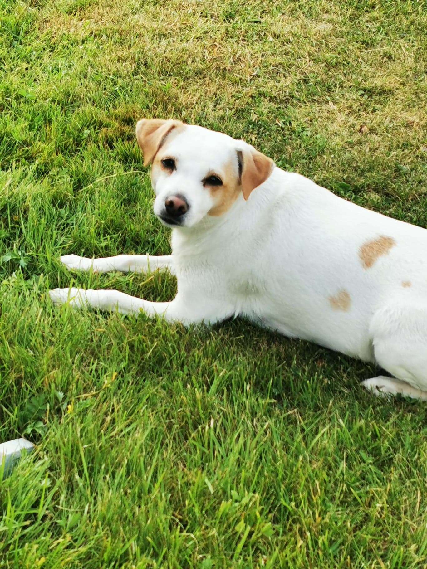 Daisy